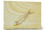 Detailed Fossil Fish (Knightia) - Wyoming #369404-1